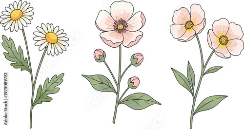 Delicate spring flowers with chamomile and wild rose botanical elements in flat vector illustration for wedding invitations, greeting cards and natural cosmetic design.