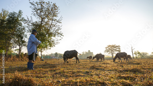 A farmer stands in an open field watching while cattle graze nearby. The sun shines bright in the sky, creating a warm scene in a rural area