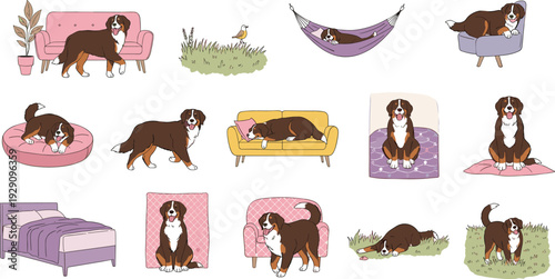 Collection of Bernese Mountain Dog characters in various poses sitting sleeping on sofa and playing in grass, flat vector pet illustration set