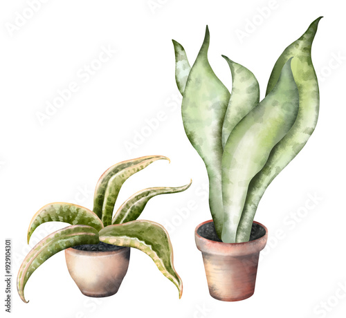 Watercolor hand drawn snake plants Sansevieria in flower pots isolated on white background. Set with different types of Sansevieria. Illustration clipart elements, various potted houseplants