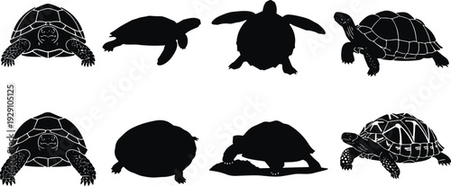 Set of turtle and tortoise silhouettes, including sea turtles and land tortoises in various poses, isolated black icons on a white background