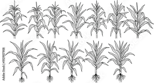 Corn plant growth stages set, detailed maize botanical line art illustration isolated on white background