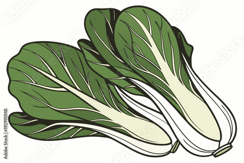 A vibrant vector illustration of a bunch of fresh bok choy on a white background
