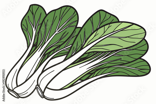 A vibrant vector illustration of a bunch of fresh bok choy on a white background