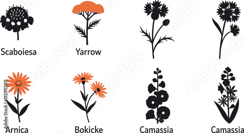 Collection of stylized botanical illustrations of various flowers and plants