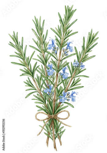 Rosemary bundle with flowers botanical watercolor isolated on white