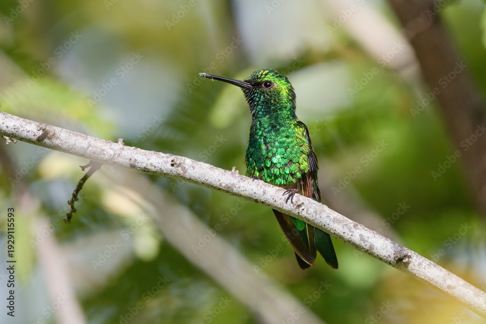 Fototapeta premium Beautiful hummingbird. The blue-tailed emerald, Chlorostilbon mellisugus, Bonaire, Caribbean Netherlands