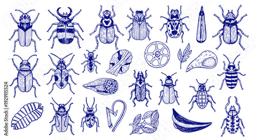 Collection of detailed hand drawn beetle illustrations in blue ink on a white background vintage style insect art