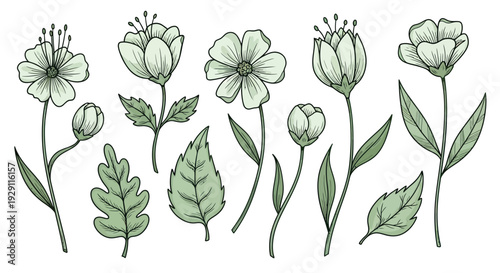 Delicate handdrawn botanical floral and leaf elements perfect for natural spring and summer themed graphic compositions or decorative product packaging designs