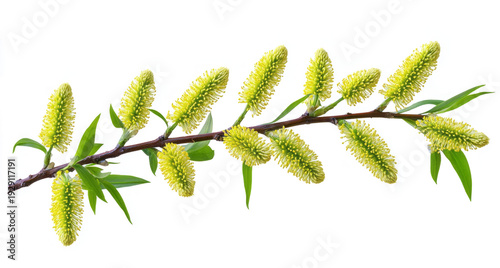 willow tree, with green-yellow catkins on a branch, isolated against a transparent background