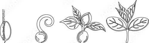 Coffee plant growth stages outline illustration, seed to sprout development process, botanical line art isolated on white background