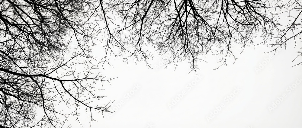 Fototapeta premium Winter branches reaching towards the gray sky nature photography outdoor tranquil atmosphere aerial perspective