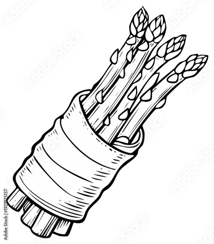 Ink drawing of a bunch of fresh asparagus spears wrapped in a decorative band.