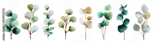 Watercolor eucalyptus leaves frame elegant green botanical border. Perfect for wedding cards, spring invitations, nature-inspired designs with fresh greenery and floral accents.