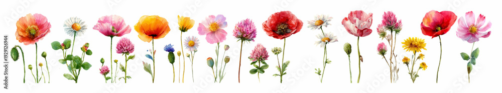 Fototapeta premium Watercolor wildflower set featuring summer blooms—poppies, cosmos, chamomiles. Delicate floral illustrations perfect for wedding invitations, botanical cards, garden-themed designs.