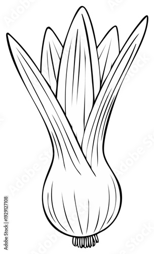Line Drawing of an Unopened Flower Bud with Stem and Roots