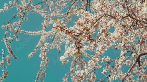 Cinematic camera footage of cherry blossoms in full bloom with bees flying and pollinating. Soft blue sky background with delicate petals and natural spring atmosphere.