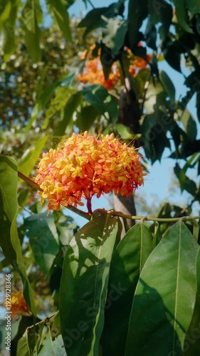Cinematic camera video of orange ixora (Ixora coccinea) flowers blooming under blue sky. Vibrant tropical cluster with sunlight filtering through green leaves.