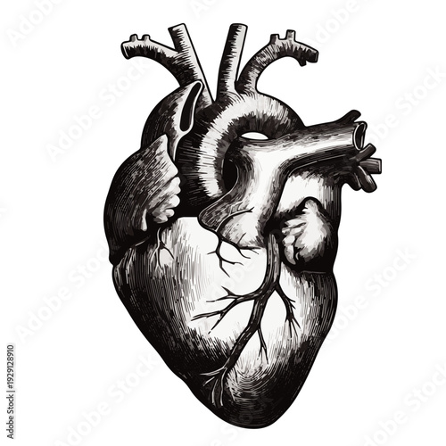 Anatomical Heart Study: A detailed illustration of a human heart, capturing the complex structure of the organ, perfect for medical education or design projects.