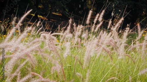 Camera footage of foxtail grass swaying in warm golden sunlight. Soft focus background with natural bokeh and peaceful outdoor atmosphere in late afternoon.
