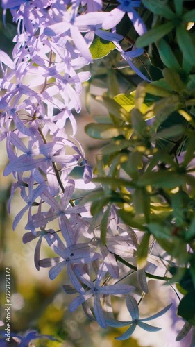 Camera footage of purple Petrea volubilis flowers blooming in warm golden sunlight. Delicate star-shaped petals with soft bokeh background in tropical garden.