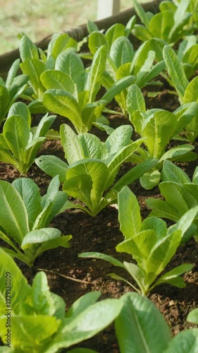 Camera footage of a hand inspecting romaine lettuce growing in organic farm bed. Fresh green leaves under warm sunlight. Concept of sustainable agriculture and healthy food.