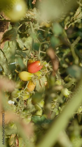 Camera footage of ripe and unripe cherry tomatoes growing on vine in vegetable garden. Fresh red and green tomatoes under warm sunlight. Concept of organic farming and harvest.