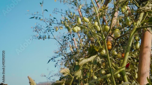 Camera footage of ripe and unripe cherry tomatoes growing on vine in vegetable garden. Fresh red and green tomatoes under warm sunlight. Concept of organic farming and harvest.