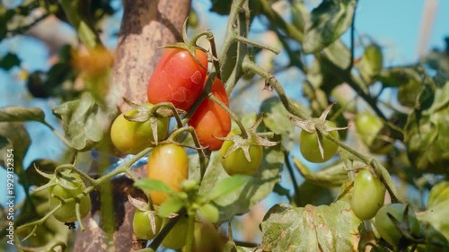 Camera footage of ripe and unripe cherry tomatoes growing on vine in vegetable garden. Fresh red and green tomatoes under warm sunlight. Concept of organic farming and harvest.