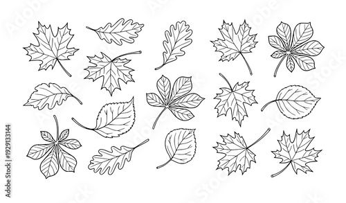 Autumn Leaf Doodle Outline Collection Oak Maple Chestnut Vector for Coloring and Stickers