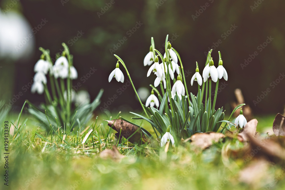 Fototapeta premium White snowdrops blooming in green grass, early spring flowers in natural outdoor setting.