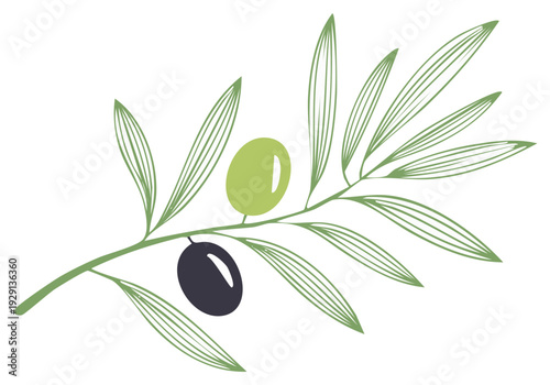 Olive branch illustration with green and black olives and leaves.