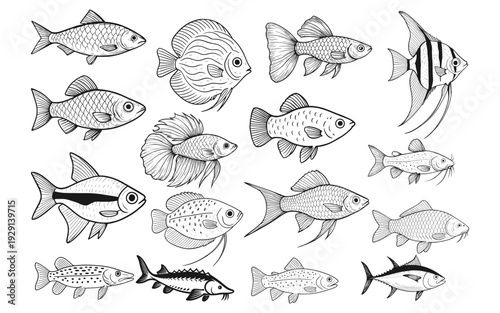 Fish Species Drawing Anatomy Line Art Collection Black nad White Transparent PNG