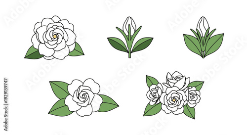 Gardenia Line art clean modern abstract illustration
