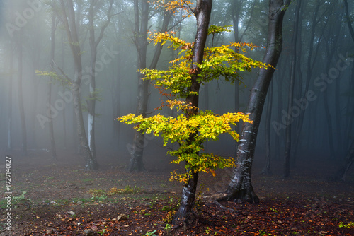 Foggy forest landscape. Tre...