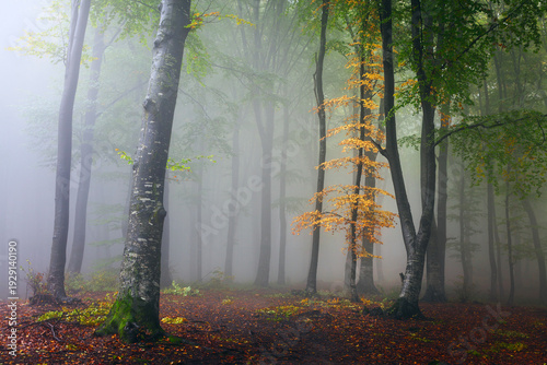 Foggy forest landscape. Tre...