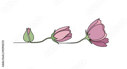 A delicate illustration depicting the growth stages of a pink sweet pea flower, from bud to full bloom, showcased on a clean white background