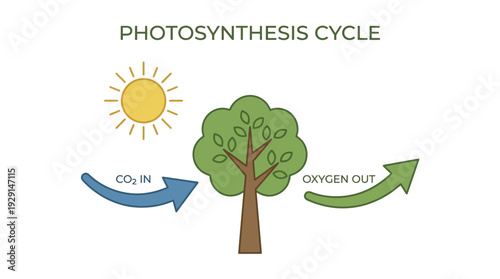 Photosynthesis Cycle Diagram: Plant Process with Sun, CO2 In, Oxygen Out Arrows for Biology Education. Simple Flat Vector Illustration in Green, Yellow, Blue on White.