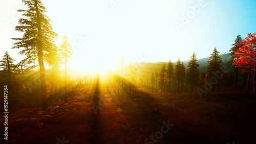Fotografie Sunlit forest sunrise with golden rays casting long shadows across grassy meadow