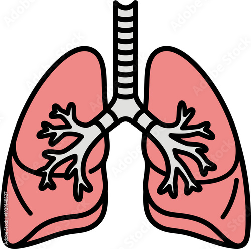 Stylized depiction of human lungs and trachea, a coral pink anatomical illustration with a clean, simplified design and black outlines.