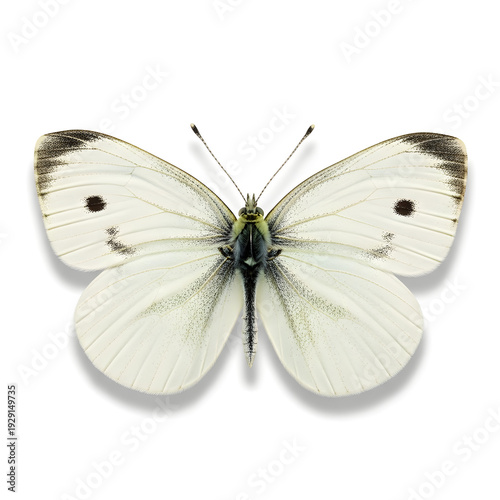 Cabbage White butterfly (Pieris rapae) with open wings isolated on white background.