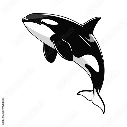 Killer whale breaching ocean water, black and white illustration, cartoon style, jumping aquatic mammal, marine life