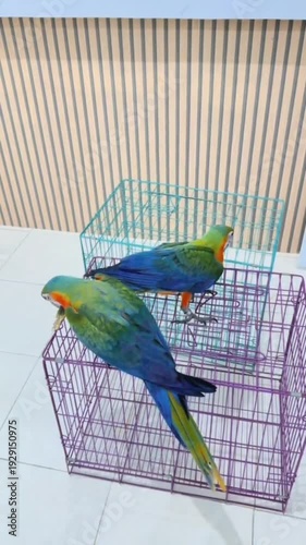 Two colorful parakeets interacting with open birdcages on white tiles