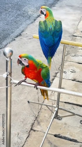 Vibrant macaws perched on metal stand outdoors