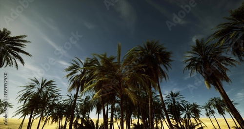 Bild auf Leinwand palm silhouettes at golden hour, warm sky and tall trunks framing tranquil coast