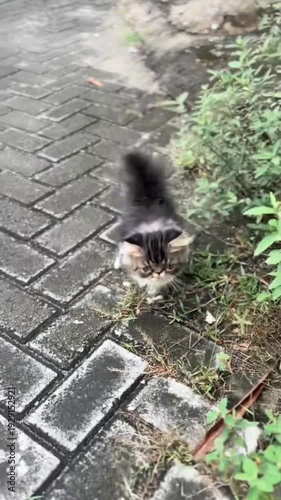 Adorable cat walking on brick pavement outdoors