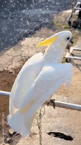 White cockatoo enjoying refreshing water spray outdoors