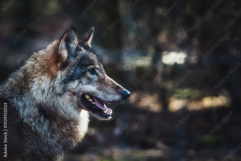 Fototapeta premium Majestic Gray Wolf standing in forest sunlight, powerful wild predator portrait in natural habitat, Canis lupus 