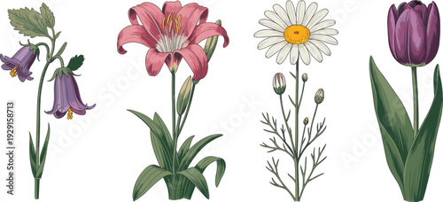 Hand drawn flower illustration set, botanical lily tulip and daisy vector collection isolated on white background