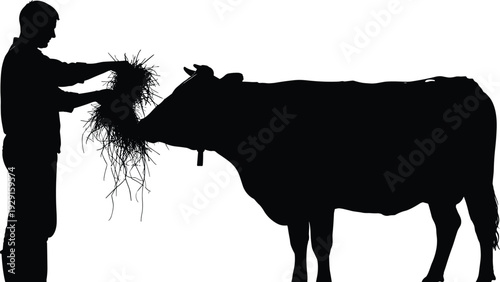 Man feeding cow hay silhouette black white